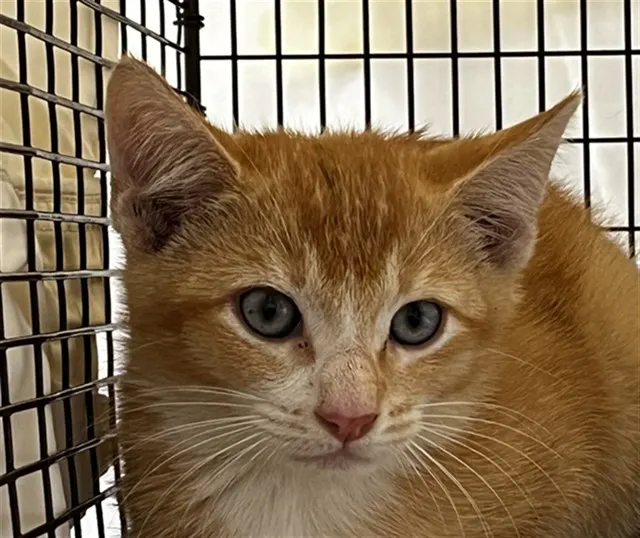 Adoptable Cat