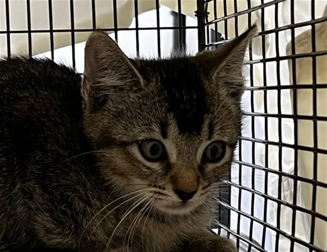 Adoptable Cat