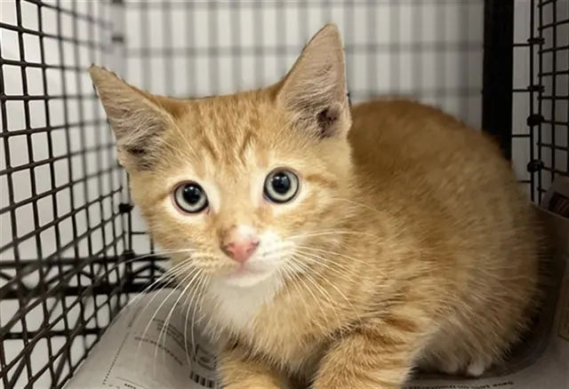 Adoptable Cat