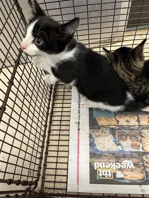 Adoptable Cat