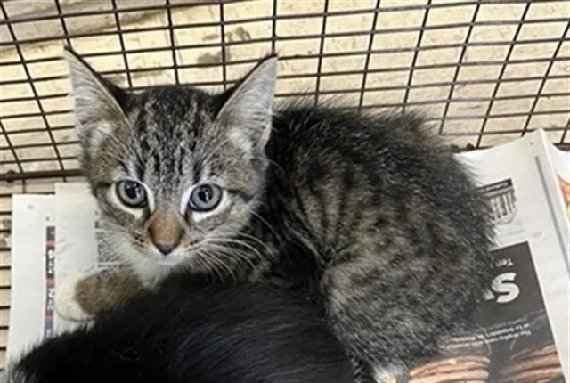 Adoptable Cat