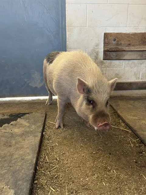 Pudgey