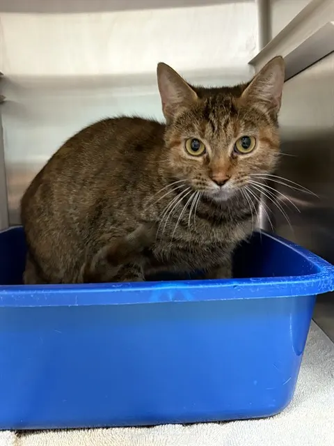 Meowly Cyrus
