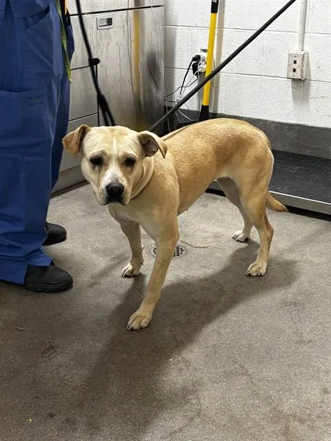 Kali