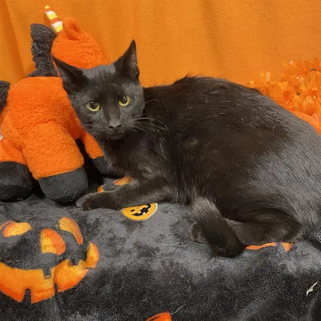 Adoptable Cat