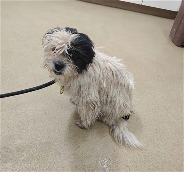 Adoptable Dog