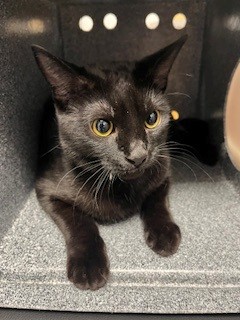 Binx