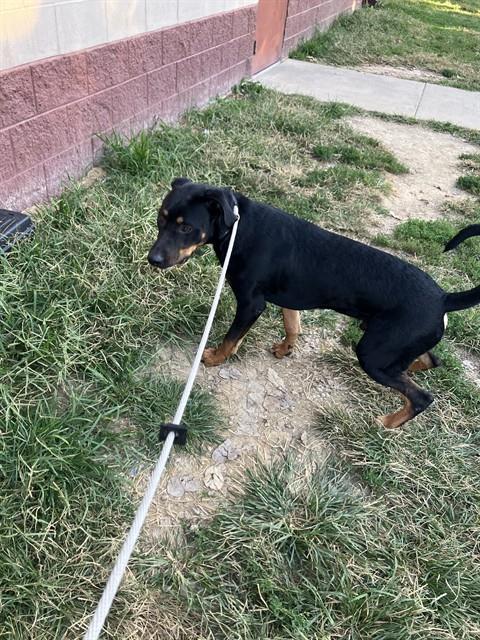 Zeus
