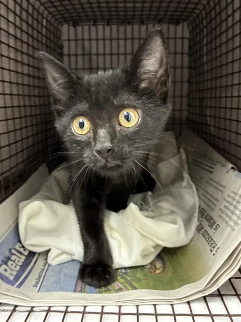 Adoptable Cat