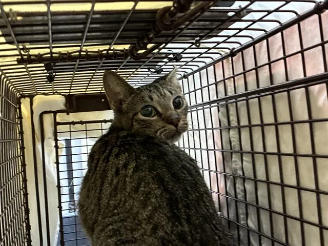 Adoptable Cat