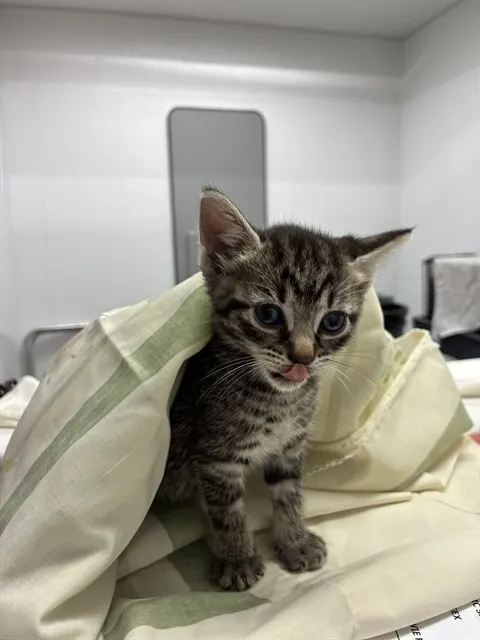 Adoptable Cat
