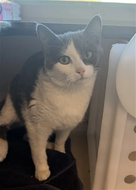 Adoptable Cat