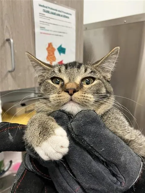 Adoptable Cat
