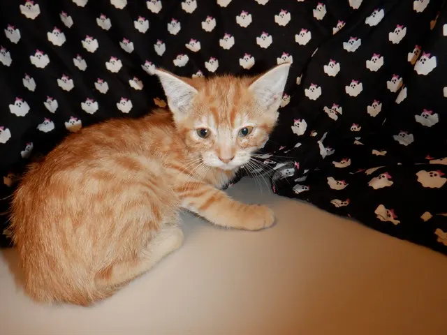 Gingersnap