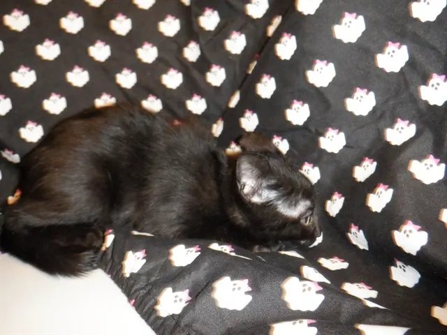 Licorice