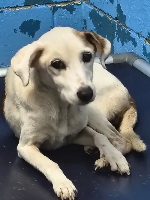 Gracie