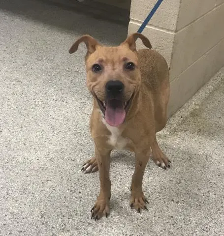 Adoptable Dog