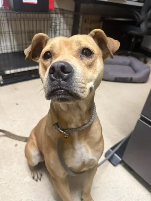 Adoptable Dog