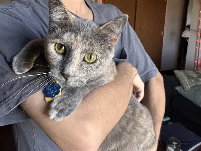 Penelope