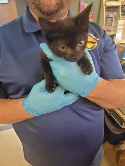Sabrina
