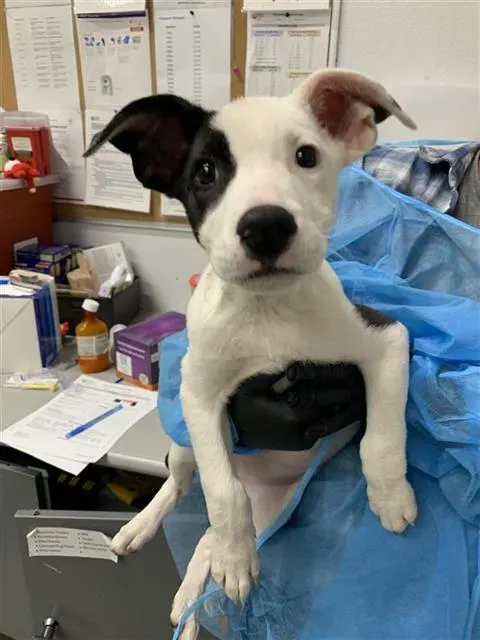 Adoptable Dog