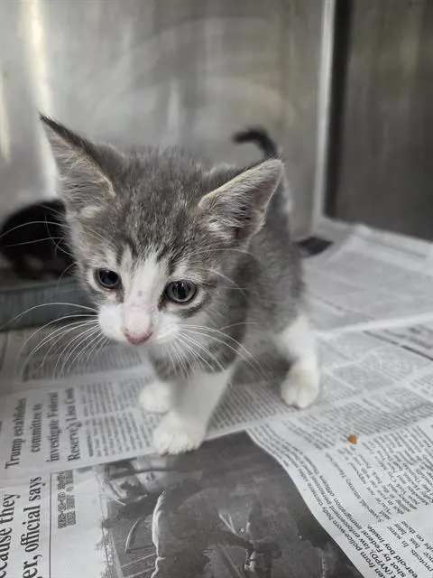 Adoptable Cat