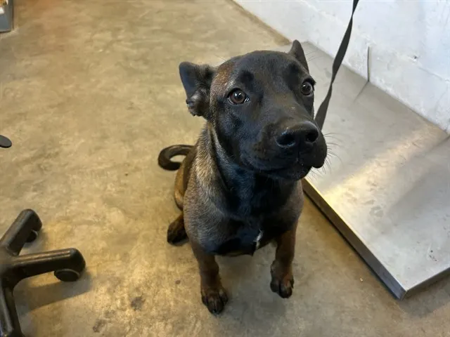 Adoptable Dog