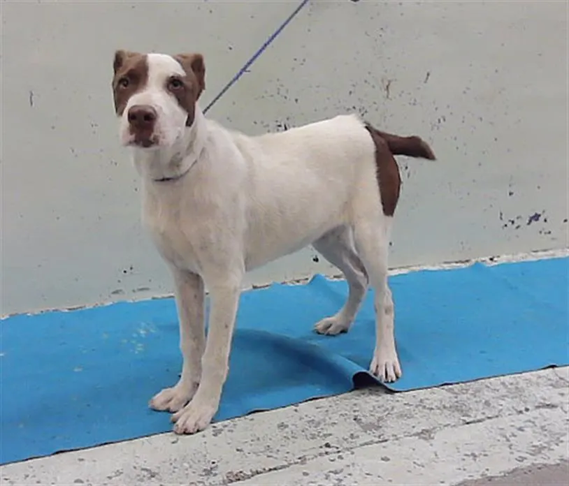 Adoptable Dog