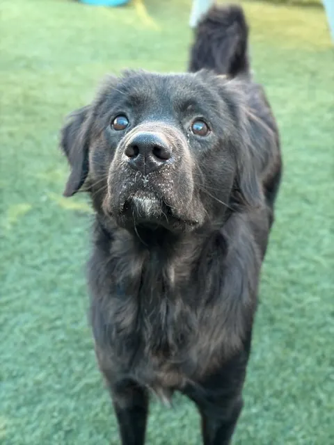 Brody