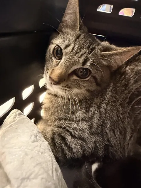 Adoptable Cat