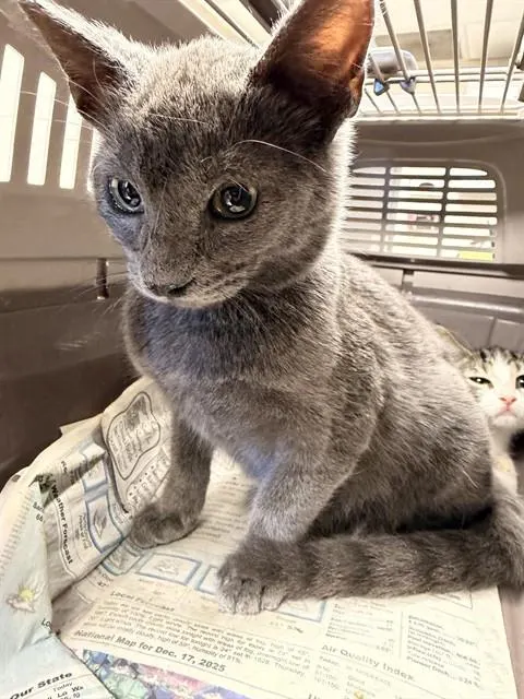 Adoptable Cat