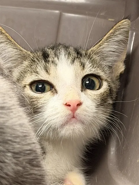 Adoptable Cat