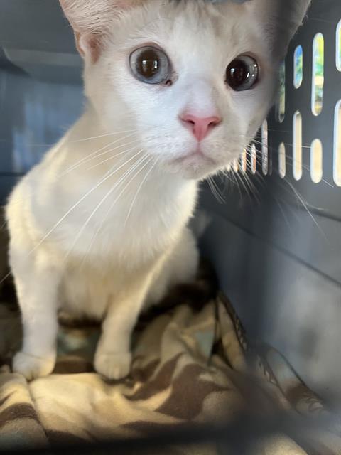 Adoptable Cat