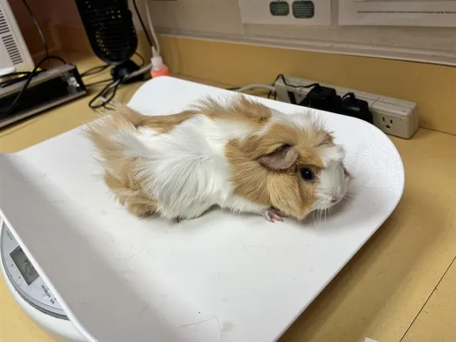 Eggo
