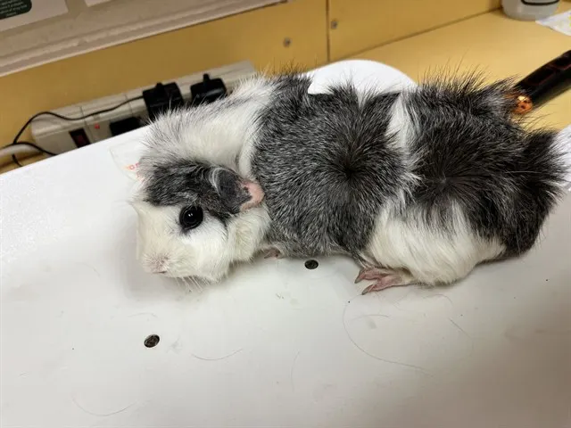 Mimi