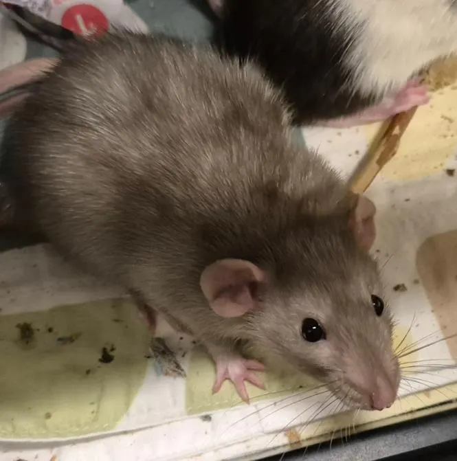 Ricotta