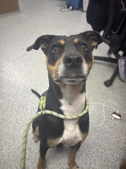 Adoptable Dog