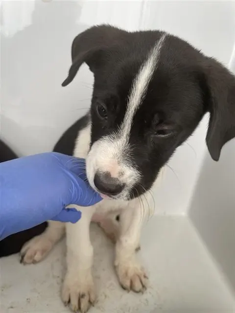 Adoptable Dog