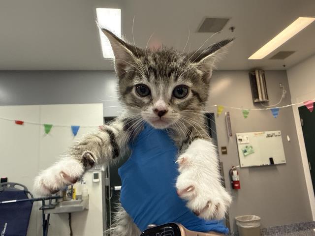 Adoptable Cat