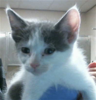 Adoptable Cat
