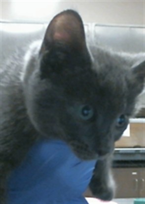 Adoptable Cat