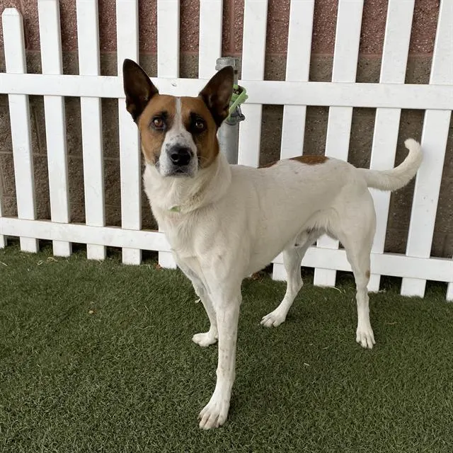 Adoptable Dog