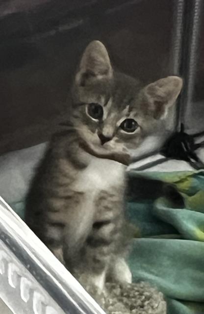 Beau