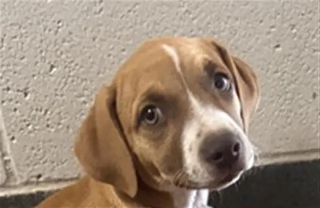 Adoptable Dog