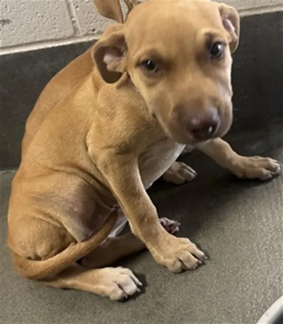 Adoptable Dog