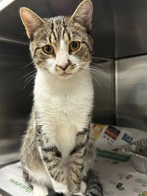 Adoptable Cat