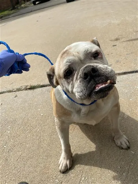 Adoptable Dog