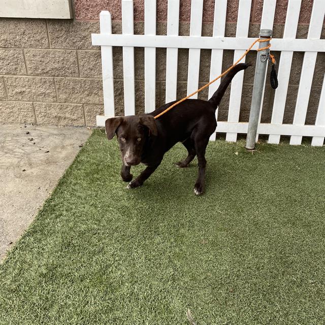 Adoptable Dog