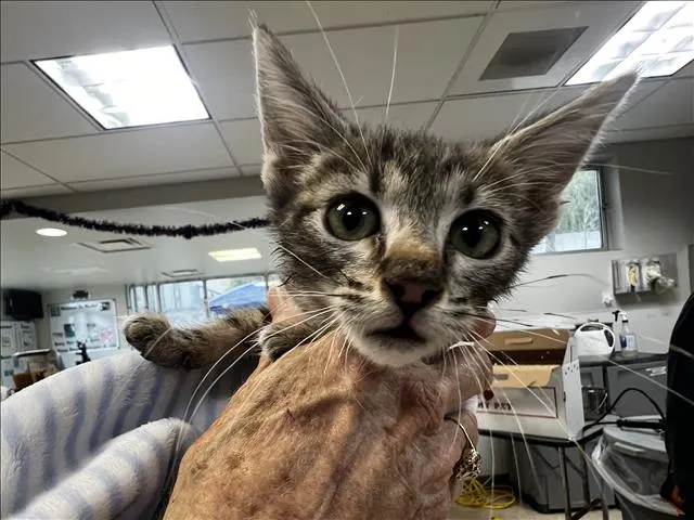 Adoptable Cat