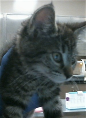 Adoptable Cat